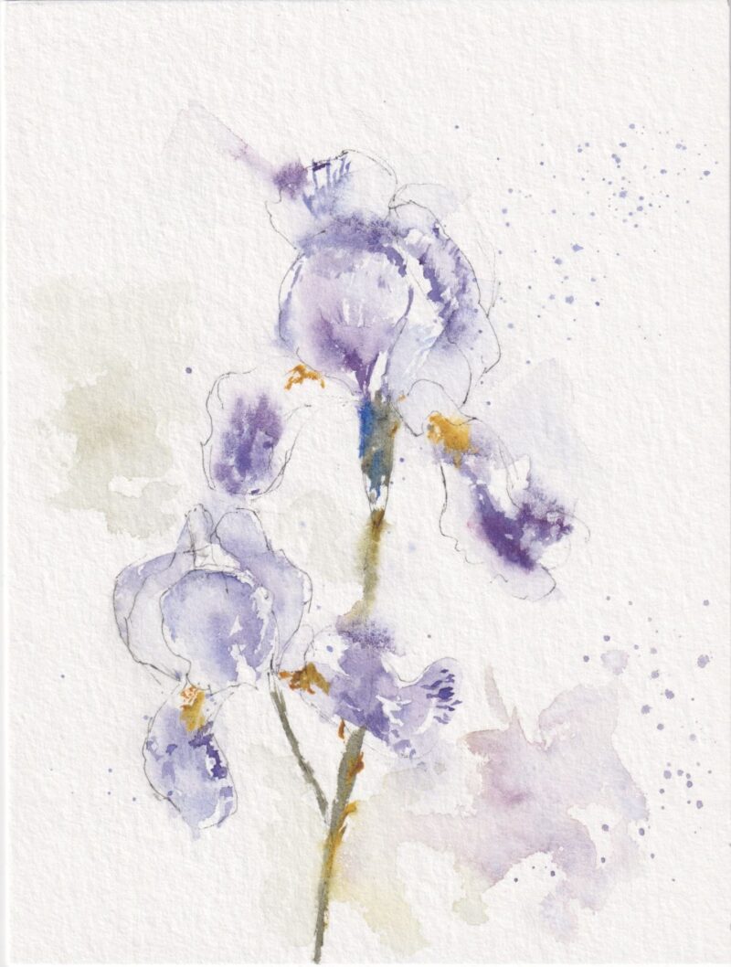 Aquarelle Iris violet