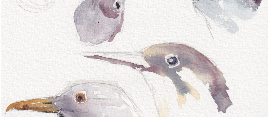 aquarelle têtes d'oiseaux